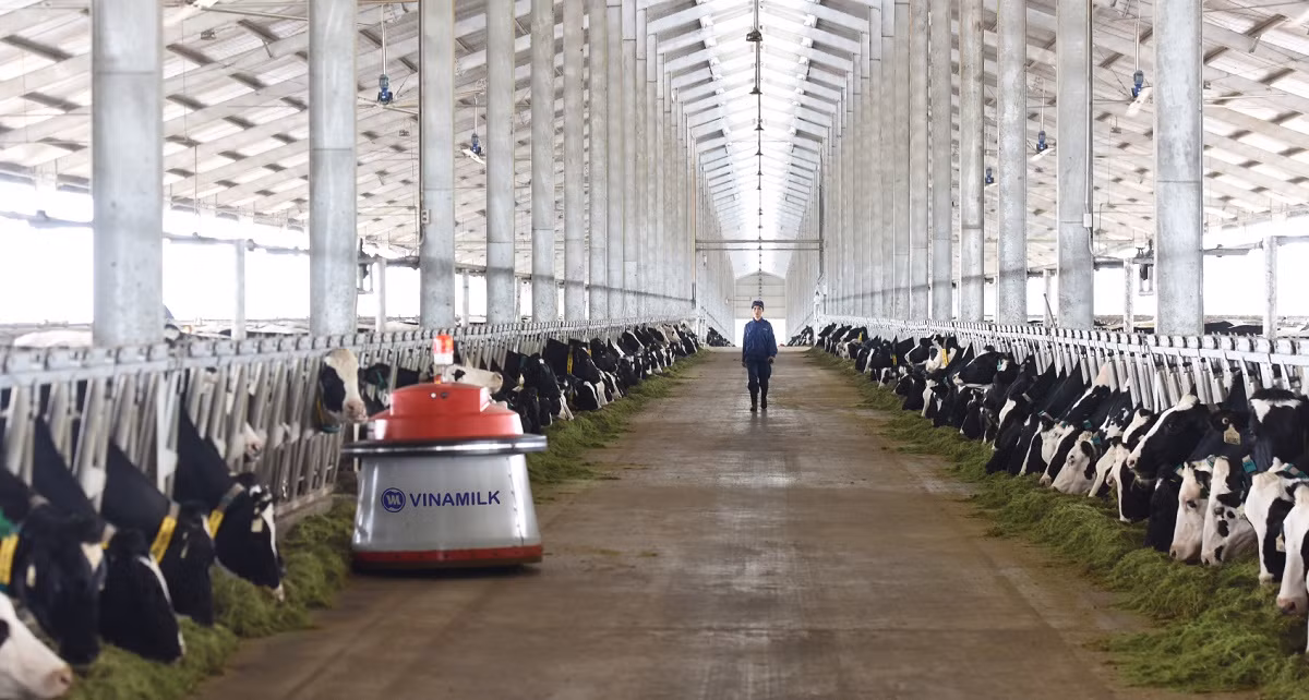 Robot dọn cỏ Lely Juno hiện đại chỉ có ở trang trại bò sữa của Vinamilk. ảnh: Hoàng Hà. Robot dọn cỏ Lely Juno hiện đại chỉ có ở trang trại bò sữa của Vinamilk. ảnh: Hoàng Hà.