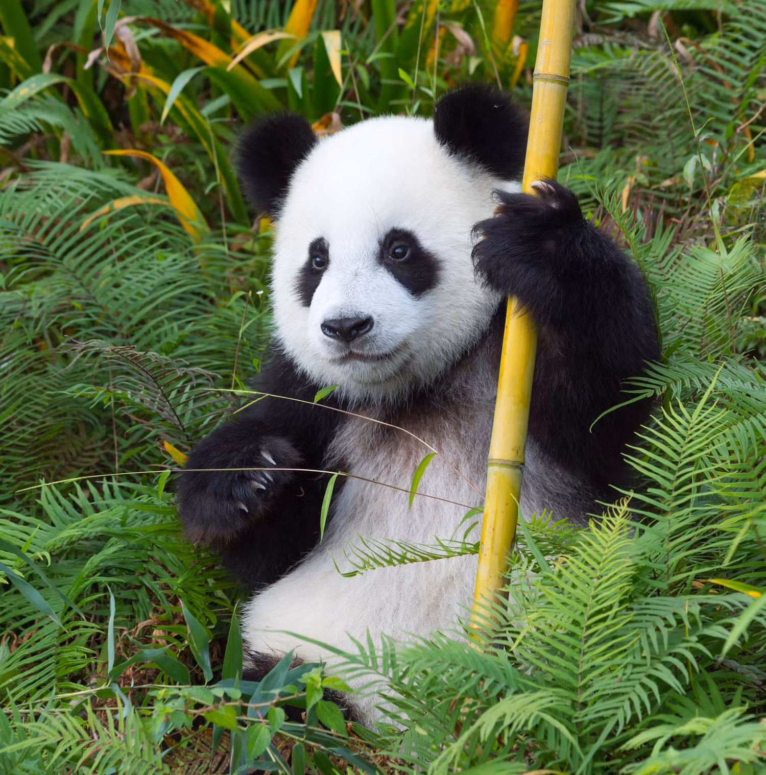 Panda .jpg