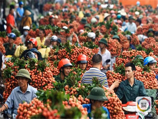 Một năm được mùa của vải thiều Việt Nam. Ảnh: Tân Hoa Xã. Một năm được mùa của vải thiều Việt Nam. Ảnh: Tân Hoa Xã.