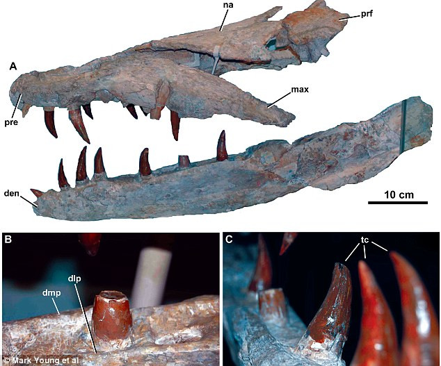 Cận cảnh răng của loài cá sấu Dokosaurus Cận cảnh răng của loài cá sấu Dokosaurus