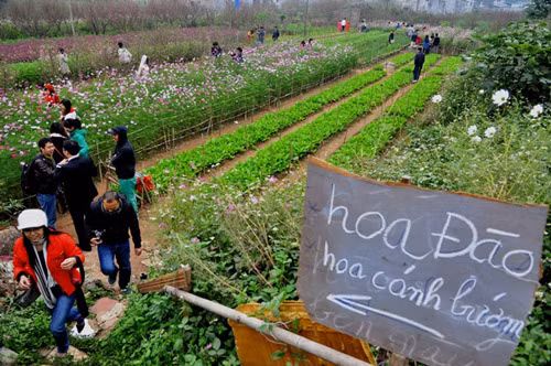 Kinh doanh bằng cách cho mọi người xuống vườn chụp hoa, đào Kinh doanh bằng cách cho mọi người xuống vườn chụp hoa, đào