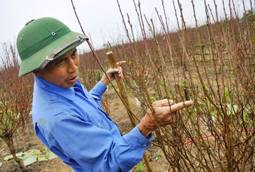 Một gia đình khá thành công với việc giữ cho đào nở kịp vụ Tết Một gia đình khá thành công với việc giữ cho đào nở kịp vụ Tết