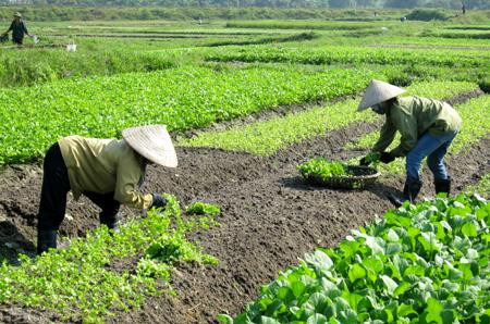 Năm 2030, thu nhập của người dân nông thôn cao hơn 2 lần năm 2020. Ảnh minh họa: quangninh.gov.vn