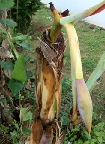 Chặt ngang gốc, cây chuối vẫn trổ buồng. Ảnh: Long.
