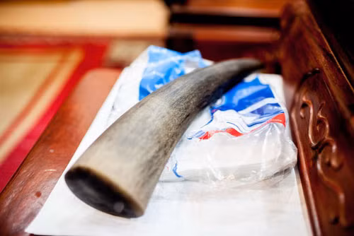 Chiếc sừng tê giác này được nhiếp ảnh gia Mỹ chụp tại một gia đình ở Hà Nội. Chỉ có các nhà khoa học mới xác định được nó là hàng xịn hay dỏm. Chiếc sừng tê giác này được nhiếp ảnh gia Mỹ chụp tại một gia đình ở Hà Nội. Chỉ có các nhà khoa học mới xác định được nó là hàng xịn hay dỏm.