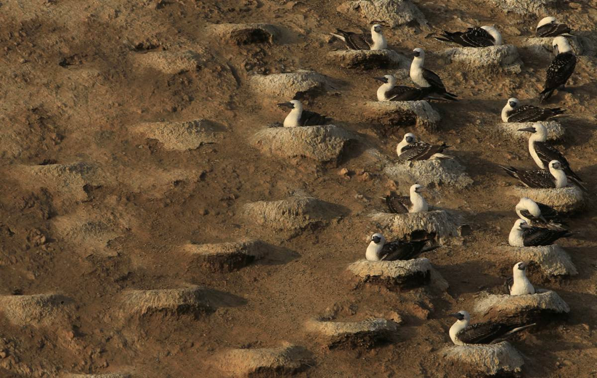 Những con chim hoang làm tổ trên đảo Ballestas, phía nam thủ đô Lima, Peru. Những con chim hoang làm tổ trên đảo Ballestas, phía nam thủ đô Lima, Peru.