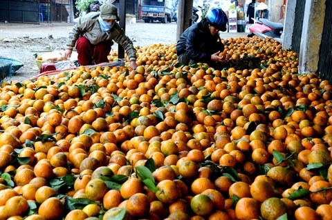 Trái cam sành Hà Giang, ảnh: Hoài Anh/Nông thôn ngày nay. Trái cam sành Hà Giang, ảnh: Hoài Anh/Nông thôn ngày nay.