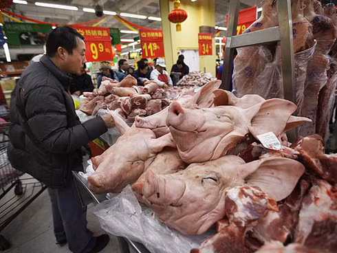 Mới đây, Trung Quốc đã chiếm ngôi Mỹ để trở thành nước tiêu thụ nhiều thịt lợn nhất thế giới. Chỉ ở Trung Quốc mới có hẳn một quỹ dự trữ thịt lợn quốc gia, theo đó chính quyền sẽ tung thịt lợn ra thị trường mỗi khi giá thịt lợn tăng cao. Mới đây, Trung Quốc đã chiếm ngôi Mỹ để trở thành nước tiêu thụ nhiều thịt lợn nhất thế giới. Chỉ ở Trung Quốc mới có hẳn một quỹ dự trữ thịt lợn quốc gia, theo đó chính quyền sẽ tung thịt lợn ra thị trường mỗi khi giá thịt lợn tăng cao.
