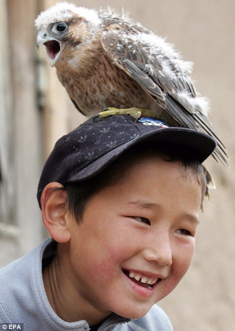 Azim Shajbyrov tỏ vẻ thích thú khi con chim ưng nhỏ đứng trên đầu mình. Azim Shajbyrov tỏ vẻ thích thú khi con chim ưng nhỏ đứng trên đầu mình.