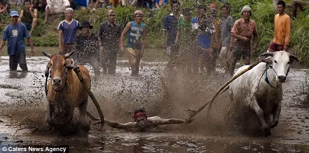 Tuy nhiên, các cặp bò thường được buộc với nhau rất lỏng làm cho người điều khiển khó có thể khiến chúng đi sát nhau suốt chặng đường đua.
