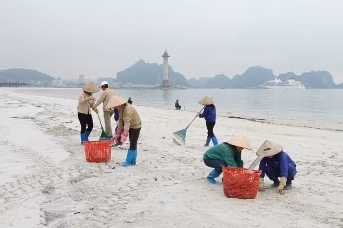 Công nhân SunGroup dọn sạch bãi tắm cộng đồng Ha Long.