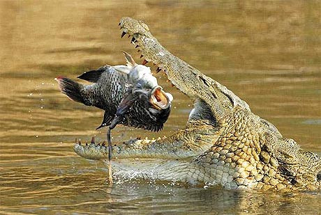 Khi đã xác định được con mồi ...