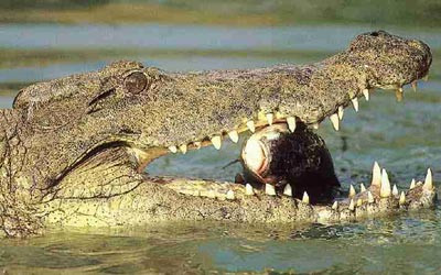 ... thì con mồi đó khó thoát khỏi hàm rằng "tử thần".
