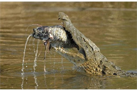 Những khi đói, những động vật nhỏ bé cũng là nạn nhân của cá sâu.