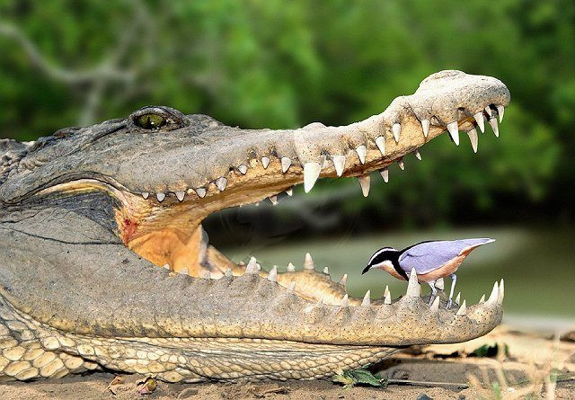 Và bắt được không ít con mồi khờ dại.