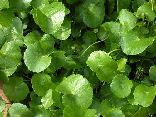 Rau má có nhiều công dụng chữa bệnh Rau má có nhiều công dụng chữa bệnh