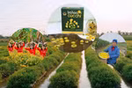 Đổi mới mô hình trồng hoa cúc chi giúp nhiều nông dân Hải Phòng thoát nghèo 