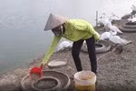 Giáo viên chủ nhiệm ở Thủ đô, có chỗ lương thua phụ hồ