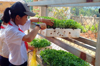 Thầy trò Pa Kô, Vân Kiều tự trồng rau nuôi gà, cơm bán trú ngon hơn cơm nhà