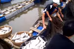 Đã có kết luận nguyên nhân cá lồng chết hàng loạt ở Thanh Hóa