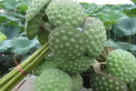 Tác dụng thật sự của hạt sen