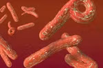 Phòng tránh virus Ebola bằng cách nào?