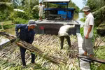 30.000 tấn đường và những nguy cơ "sống còn" của ngành mía đường
