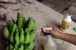 Hoa quả nhiễm hóa chất tràn lan, Cục An toàn thực phẩm nói gì?
