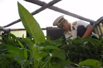 Những hình ảnh minh chứng "Sức sống Trường Sa" 