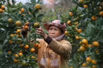 Rực rỡ làng quất Hội An