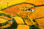 Chùm ảnh: Đẹp mơ màng "mùa vàng vùng cao"
