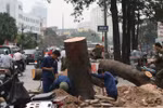 Chặt cây không phải hỏi dân, nhưng chắc là phải "hỏi lãnh đạo"