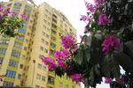 Rực rỡ sắc bằng lăng tím ngắt trên phố phường Hà Nội (P2)
