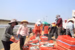 Cấp giấy xác nhận hải sản khai thác tại vùng biển an toàn