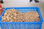  Quá sợ nguyên liệu tạp nham và hóa chất "chế" món bò viên