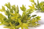 Bài thuốc phòng rôm sảy bằng hoa thiên lý