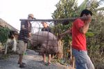  Rộ nghi vấn thương lái Trung Quốc ồ ạt gom lợn mỡ làm bánh trung thu