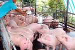 Thương lái Trung Quốc săn lùng lợn mỡ để làm gì?