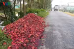 Làm gì để nông sản xuất khẩu bớt phụ thuộc vào con đường tiểu ngạch?