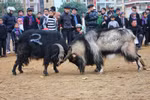 Mãn nhãn với màn chọi dê ở Mèo Vạc, Hà Giang
