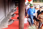 Video: Sĩ tử vẫn cố nhanh tay sờ đầu rùa cầu may trước ngày thi