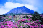 Lạc vào "thiên đường tình yêu" ở đảo Jeju