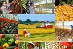 Năm 2019, ngành nông nghiệp phấn đấu xuất khẩu tối thiểu 43 tỷ USD