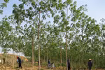 Xử lý nghiêm các sai phạm trong chuyển đổi rừng