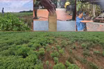 Hà Nội: Trồng húng quế ven sông Hồng, nông dân có năm lãi hàng trăm triệu