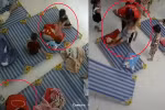 Hà Nội: Con 3 tuổi bị bạn đánh, GV lôi xềnh xệch do dậy muộn, phụ huynh bức xúc