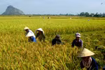 Doanh nghiệp đầu mối xuất khẩu gạo phải có vùng nguyên liệu