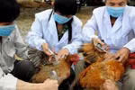 Không thể chủ quan với diễn biến của virus H7N9