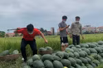Sáng kiến mang nước ép dưa hấu tiếp sức "chiến sĩ áo trắng chống dịch Covid"