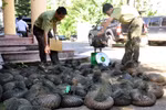Xử lý nghiêm minh các hành vi xâm hại động vật hoang dã